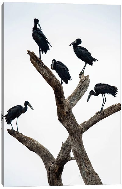 Openbill Storks II, Tarangire National Park, Manyara Region, Tanzania Canvas Art Print - Tanzania