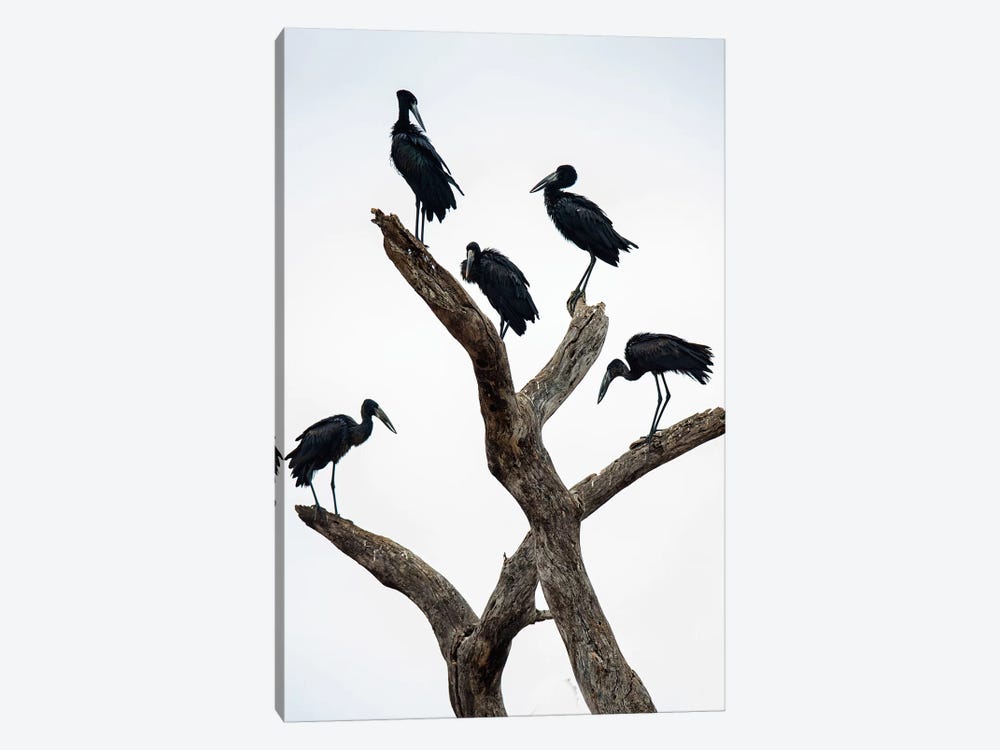 Openbill Storks II, Tarangire National Park, Manyara Region, Tanzania by Panoramic Images 1-piece Art Print
