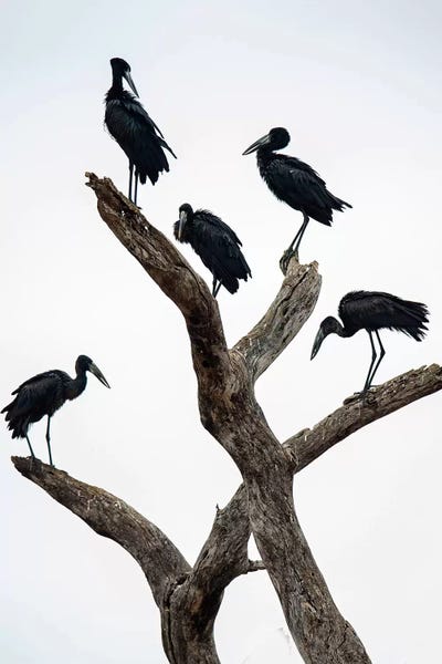 Tanzania: Openbill Storks II, Tarangire National Park, Manyara Region, Tanzania by Panoramic Images