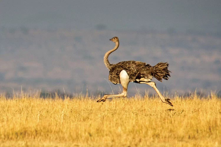 Galloping Ostrich, Ngorongoro Conservation Area, Crater Highlands, Arusha Region, Tanzania