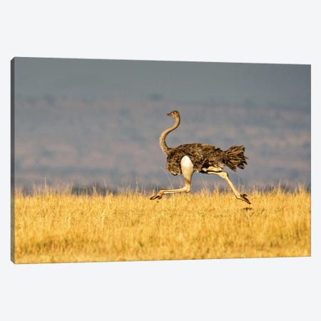 Galloping Ostrich, Ngorongoro Conservation Area, Crater Highlands, Arusha Region, Tanzania Canvas Print #PIM14046} by Panoramic Images Canvas Art