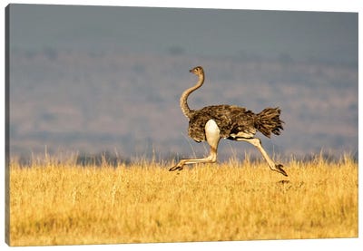 Galloping Ostrich, Ngorongoro Conservation Area, Crater Highlands, Arusha Region, Tanzania Canvas Art Print - Animal Rights Art