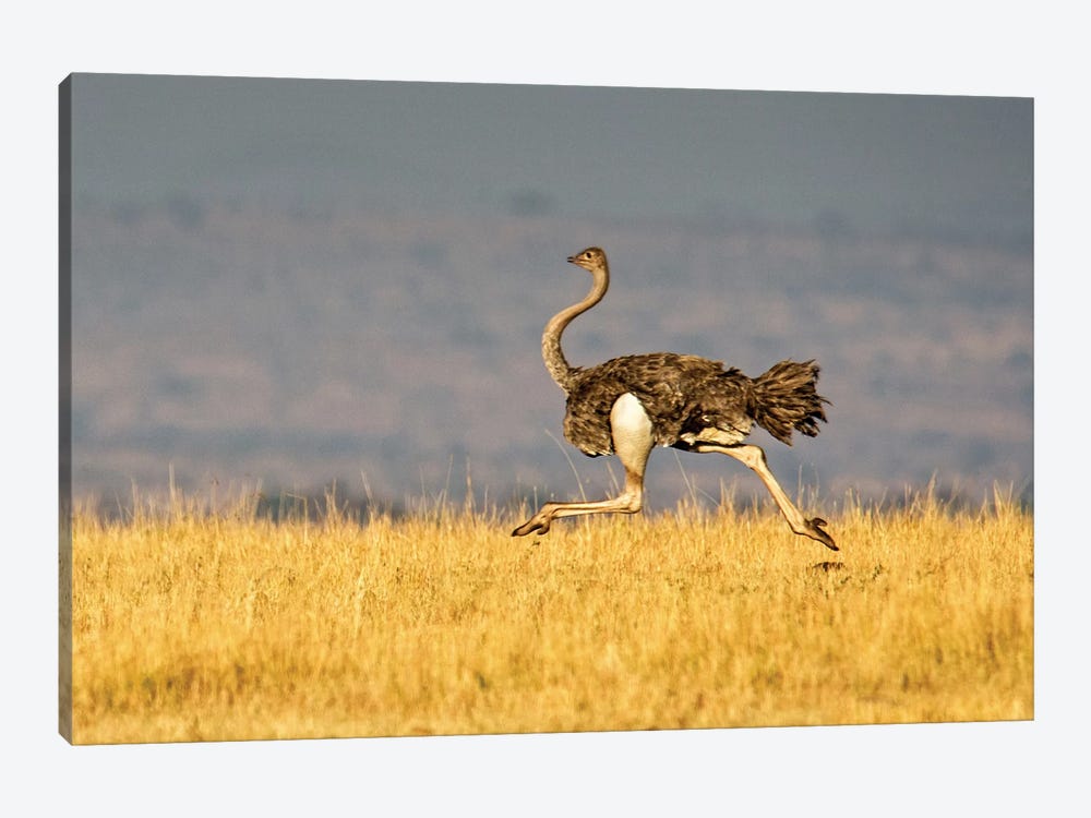 Galloping Ostrich, Ngorongoro Conservation Area, Crater Highlands, Arusha Region, Tanzania by Panoramic Images 1-piece Canvas Art