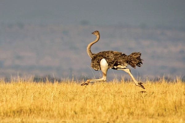 Wildlife Conservation: Galloping Ostrich, Ngorongoro Conservation Area, Crater Highlands, Arusha Region, Tanzania by Panoramic Images