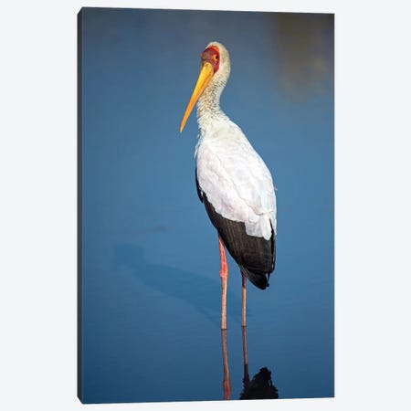 Yellow-Billed Stork, Lake Manyara, Lake Manyara National Park, Tanzania Canvas Print #PIM14047} by Panoramic Images Canvas Artwork