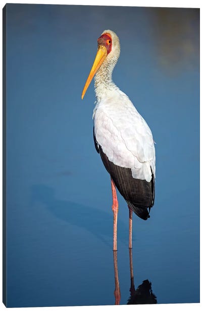 Yellow-Billed Stork, Lake Manyara, Lake Manyara National Park, Tanzania Canvas Art Print - Tanzania