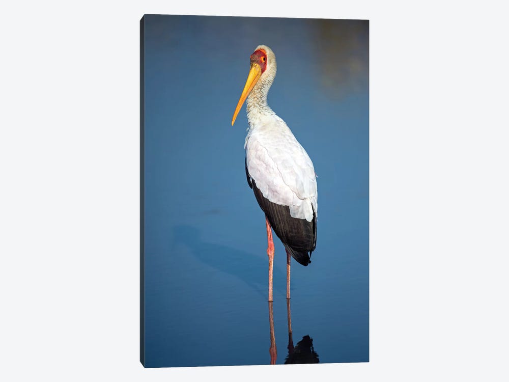 Yellow-Billed Stork, Lake Manyara, Lake Manyara National Park, Tanzania by Panoramic Images 1-piece Canvas Art Print