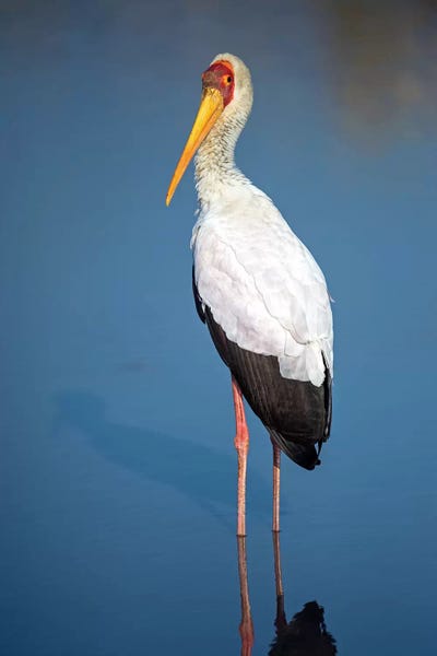 Storks: Yellow-Billed Stork, Lake Manyara, Lake Manyara National Park, Tanzania by Panoramic Images