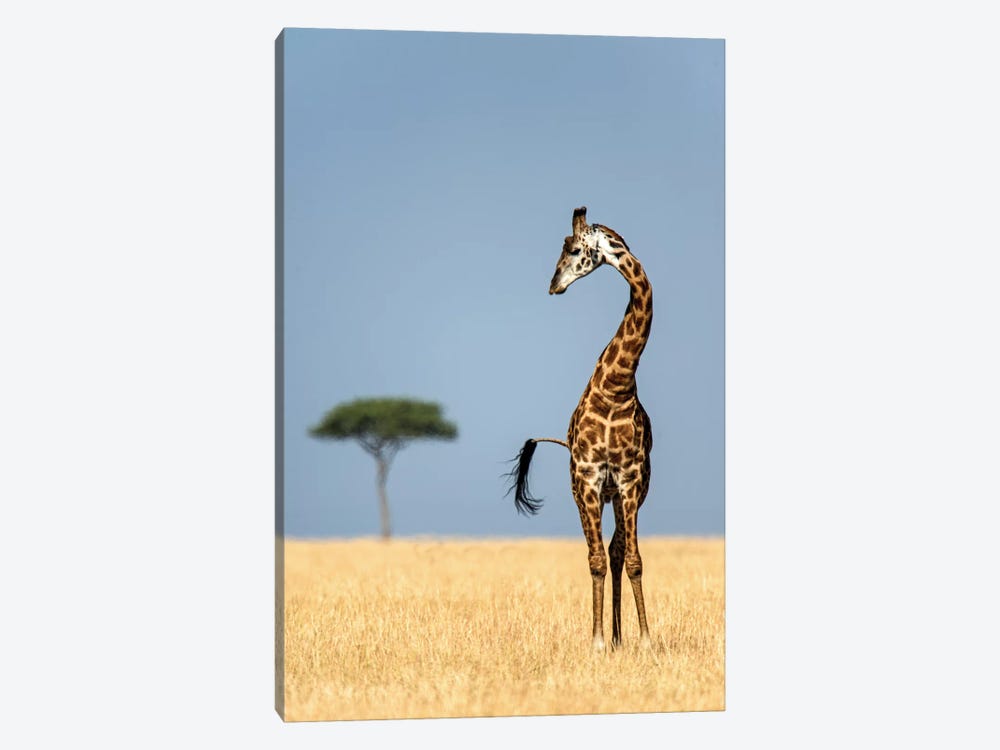 Masai Giraffe, Serengeti National Park, Tanzania by Panoramic Images 1-piece Canvas Artwork