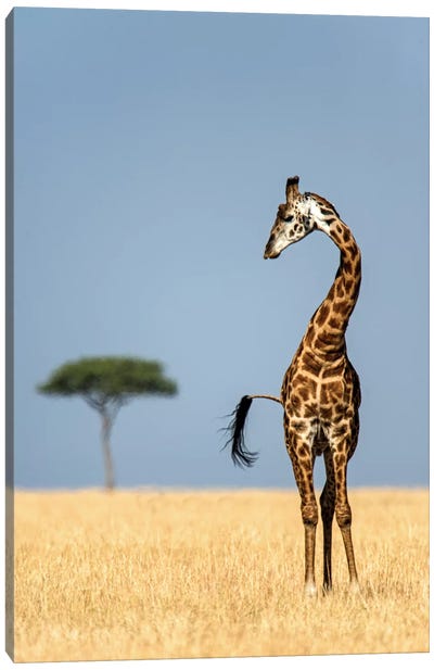 Masai Giraffe, Serengeti National Park, Tanzania Canvas Art Print - Giraffe Art