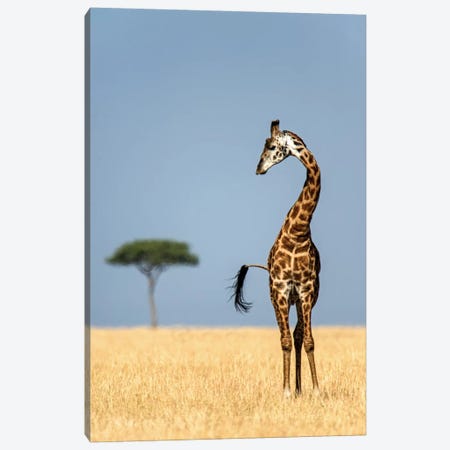 Masai Giraffe, Serengeti National Park, Tanzania Canvas Print #PIM14048} by Panoramic Images Art Print