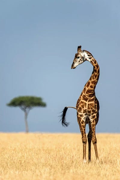 Tanzania: Masai Giraffe, Serengeti National Park, Tanzania by Panoramic Images