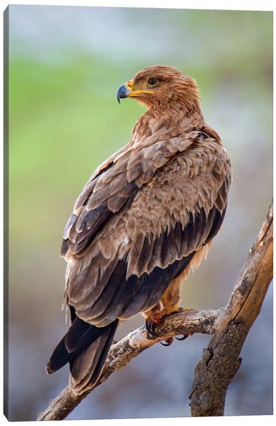 Tawny Eagle, Tarangire National Park, Manyara Region, Tanzania Canvas Art Print - Eagle Art