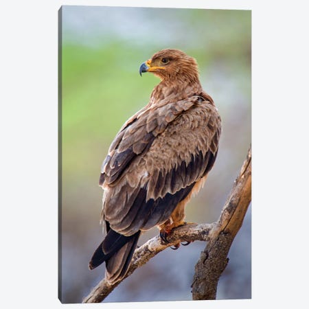 Tawny Eagle, Tarangire National Park, Manyara Region, Tanzania Canvas Print #PIM14049} by Panoramic Images Canvas Print