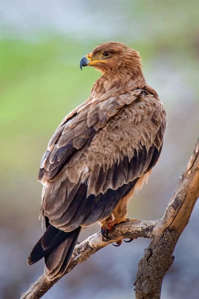 Tanzania: Tawny Eagle, Tarangire National Park, Manyara Region, Tanzania by Panoramic Images