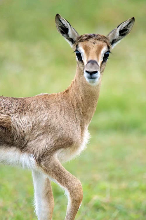 Grant's Gazelle, Lake Manyara, Lake Manyara National Park, Tanzania