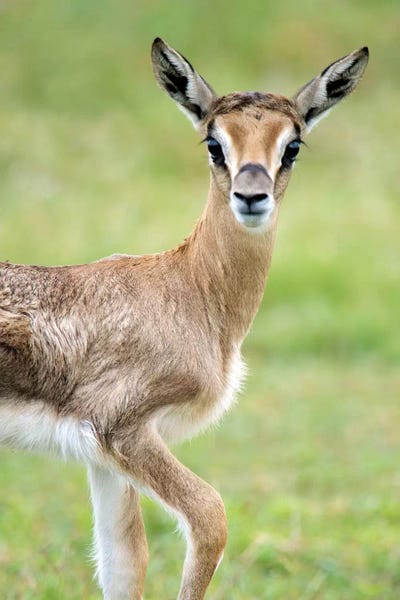 Tanzania: Grant's Gazelle, Lake Manyara, Lake Manyara National Park, Tanzania by Panoramic Images