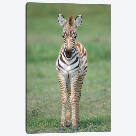 Newborn Burchell's Zebra Foal, Ngorongoro Conservation Area, Crater Highlands, Arusha Region, Tanzania Canvas Print #PIM14051} by Panoramic Images Canvas Art