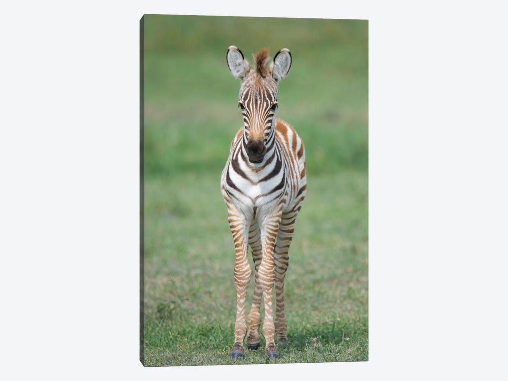 Newborn Burchell's Zebra Foal, Ngorongoro Conservation Area, Crater Highlands, Arusha Region, Tanzania by Panoramic Images 1-piece Canvas Art