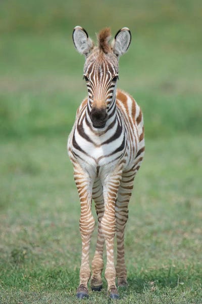 Arusha: Newborn Burchell's Zebra Foal, Ngorongoro Conservation Area, Crater Highlands, Arusha Region, Tanzania by Panoramic Images