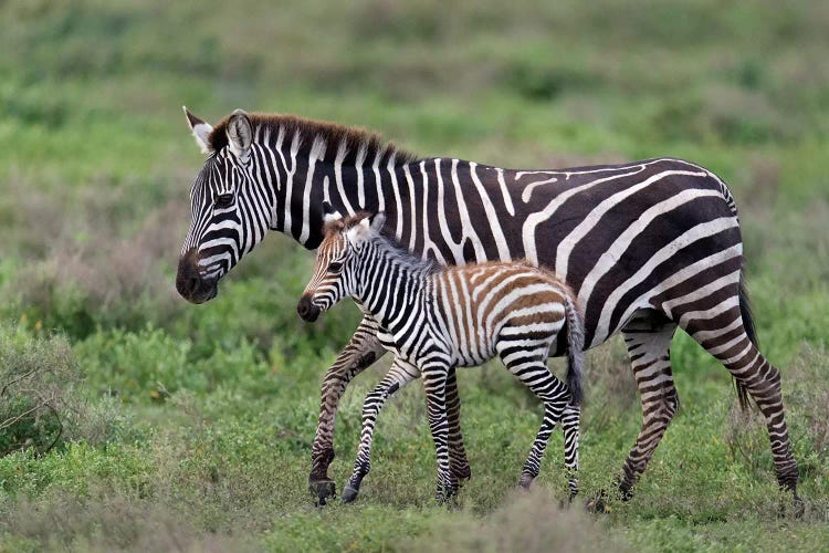 Burchell's Zebra Mare and Newborn Foal, Ngorongoro Conservation Area, Crater Highlands, Arusha Region, Tanzania