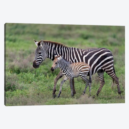 Burchell's Zebra Mare and Newborn Foal, Ngorongoro Conservation Area, Crater Highlands, Arusha Region, Tanzania Canvas Print #PIM14052} by Panoramic Images Canvas Artwork