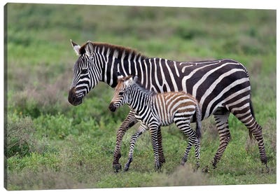 Burchell's Zebra Mare and Newborn Foal, Ngorongoro Conservation Area, Crater Highlands, Arusha Region, Tanzania Canvas Art Print