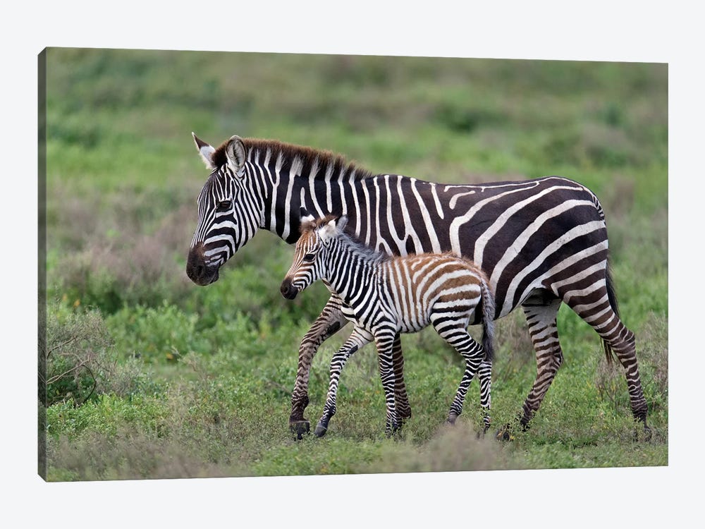Burchell's Zebra Mare and Newborn Foal, Ngorongoro Conservation Area, Crater Highlands, Arusha Region, Tanzania by Panoramic Images 1-piece Canvas Art Print
