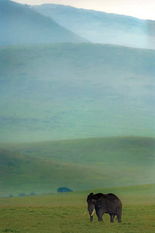 African Elephant, Ngorongoro Conservation Area, Crater Highlands, Arusha Region, Tanzania