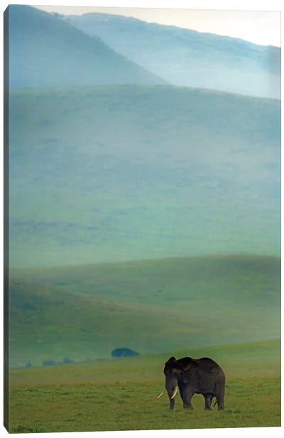 African Elephant, Ngorongoro Conservation Area, Crater Highlands, Arusha Region, Tanzania Canvas Art Print - Animal Rights Art