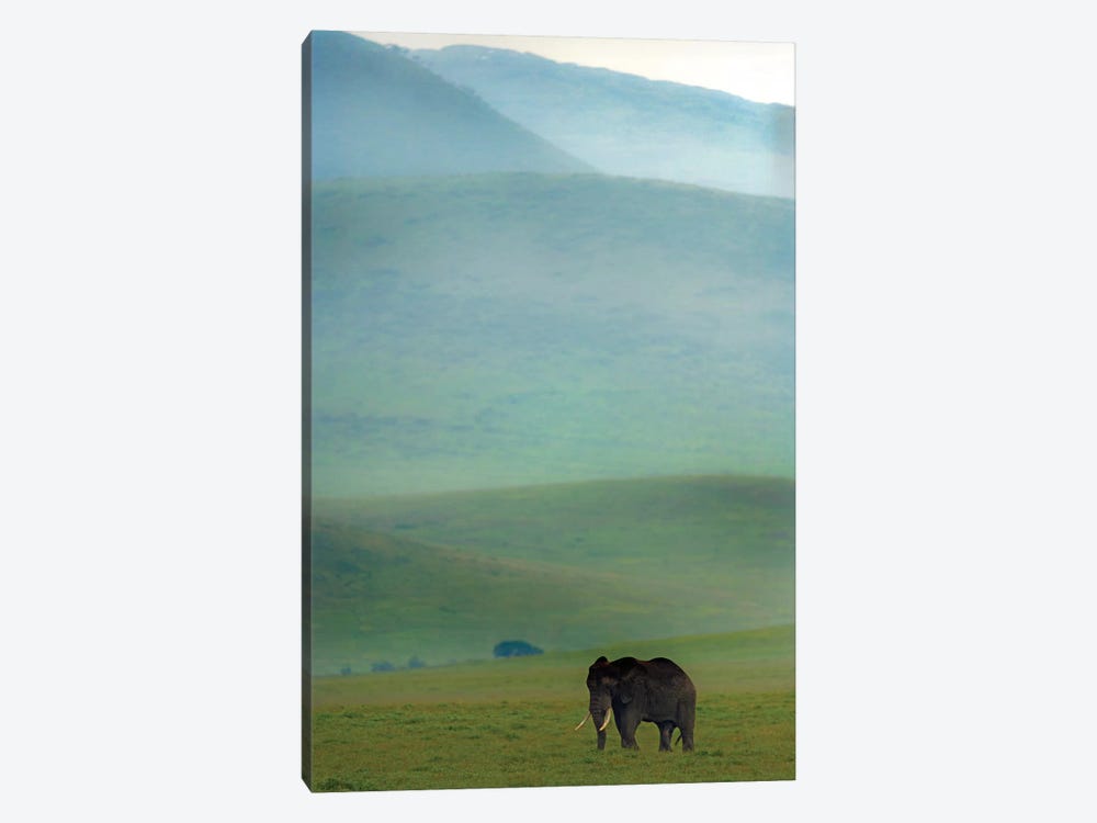 African Elephant, Ngorongoro Conservation Area, Crater Highlands, Arusha Region, Tanzania by Panoramic Images 1-piece Canvas Art