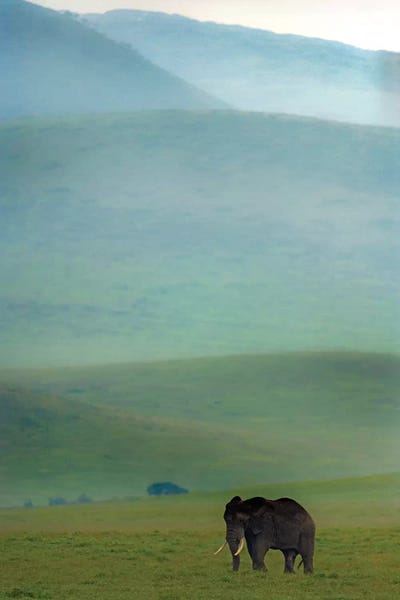 Tanzania: African Elephant, Ngorongoro Conservation Area, Crater Highlands, Arusha Region, Tanzania by Panoramic Images