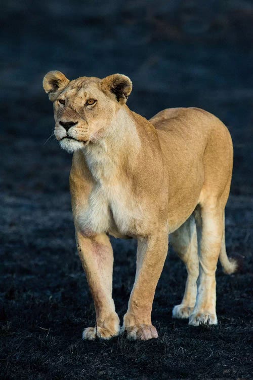 African Lioness, Serengeti National Park, Tanzania