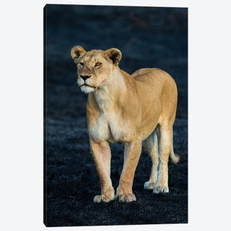 African Lioness, Serengeti National Park, Tanzania Canvas Print #PIM14054} by Panoramic Images Canvas Art Print