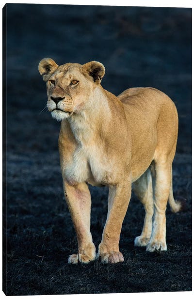 African Lioness, Serengeti National Park, Tanzania Canvas Art Print - Lion Art