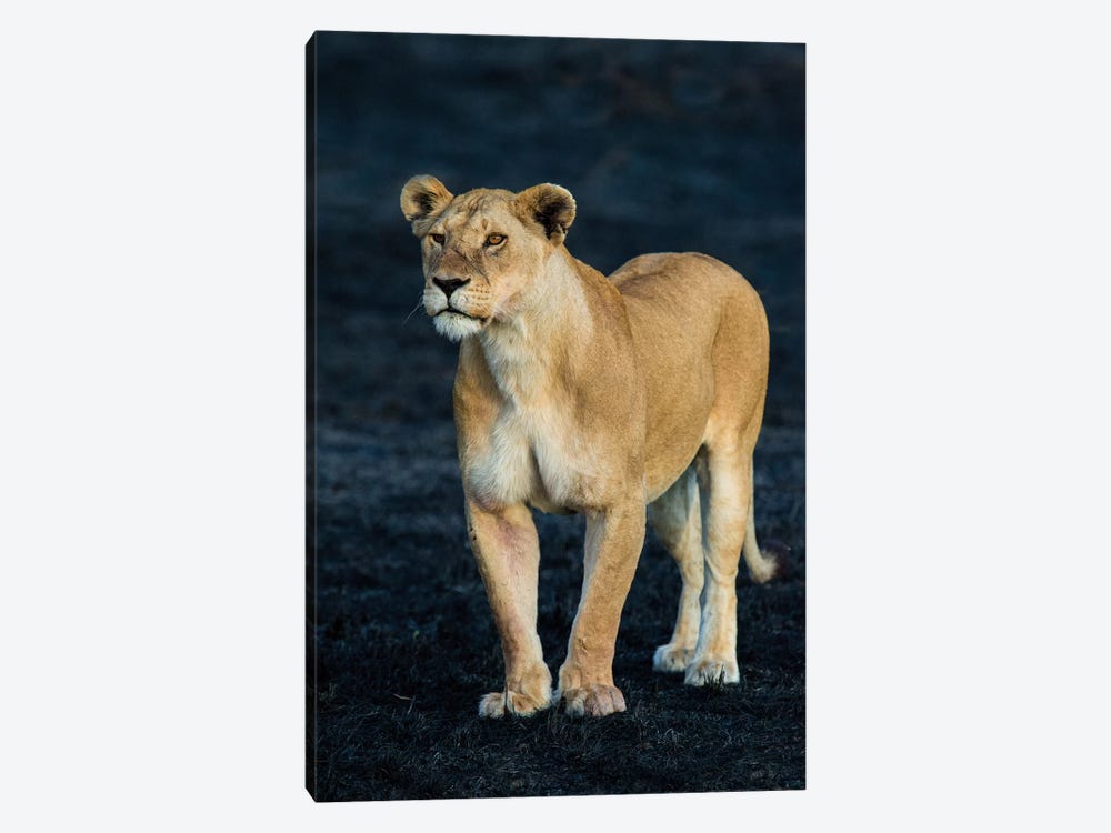African Lioness, Serengeti National Park, Tanzania by Panoramic Images 1-piece Art Print