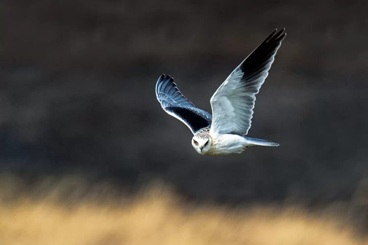 Black-Shouldered Kite, Serengeti National Park, Tanzania