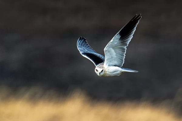Black-Shouldered Kite, Serengeti National Park, Tanzania