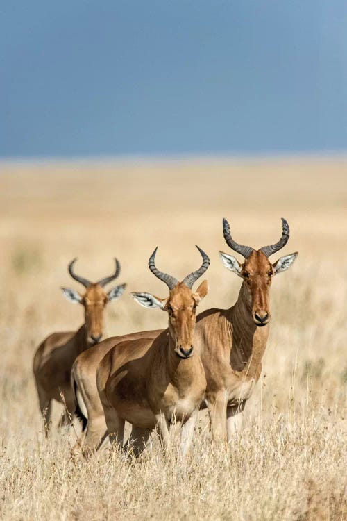 Hartebeests, Serengeti National Park, Tanzania