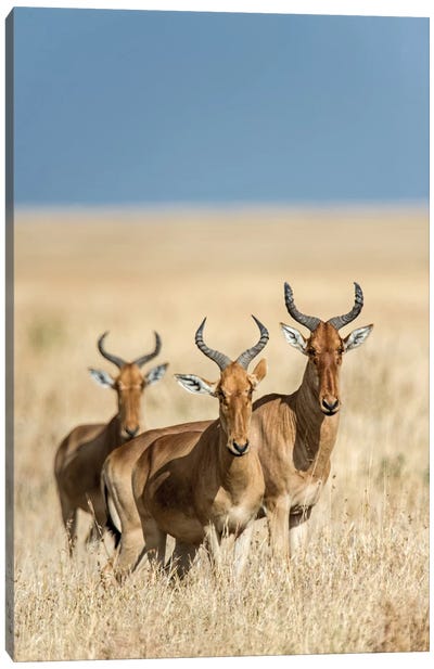 Hartebeests, Serengeti National Park, Tanzania Canvas Art Print - Antelope Art