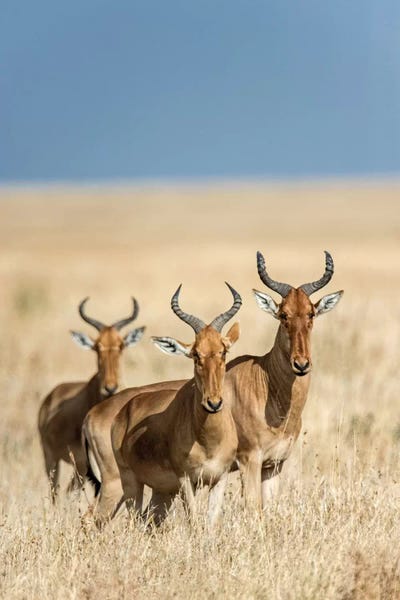 Antelopes: Hartebeests, Serengeti National Park, Tanzania by Panoramic Images