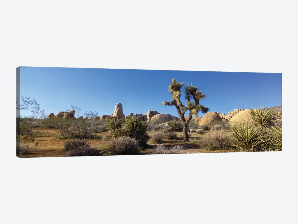 Spring Landscape I, Joshua Tree National Park, California, USA by Panoramic Images 1-piece Canvas Art Print