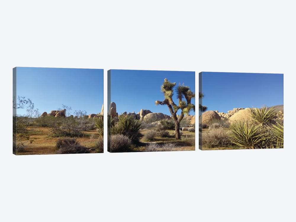 Spring Landscape I, Joshua Tree National Park, California, USA by Panoramic Images 3-piece Canvas Print