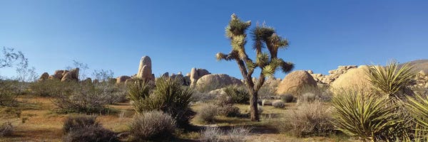 Quiver Trees: Spring Landscape I, Joshua Tree National Park, California, USA by Panoramic Images