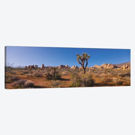Spring Landscape II, Joshua Tree National Park, California, USA Canvas Print #PIM14087} by Panoramic Images Canvas Artwork