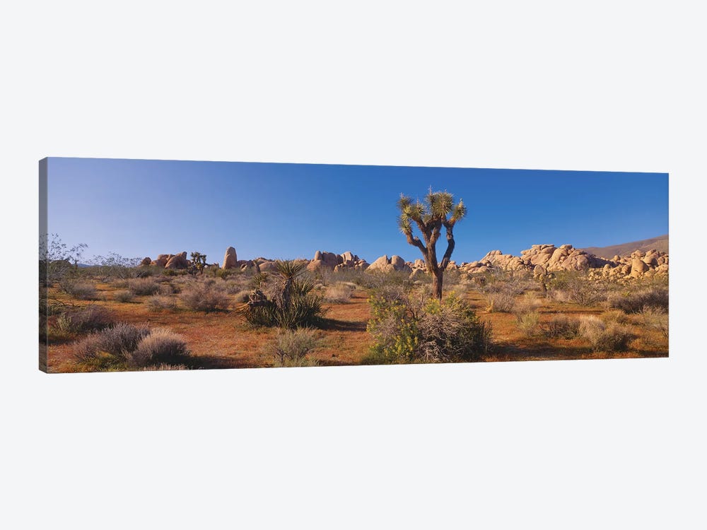 Spring Landscape II, Joshua Tree National Park, California, USA by Panoramic Images 1-piece Canvas Art Print