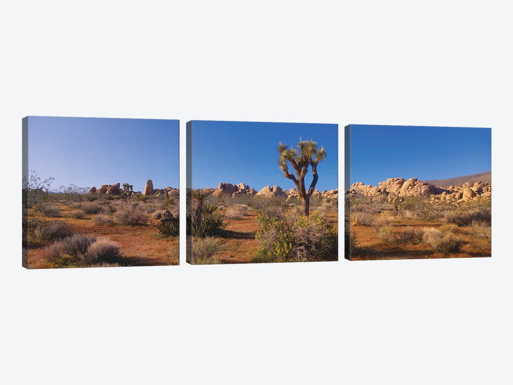 Spring Landscape II, Joshua Tree National Park, California, USA by Panoramic Images 3-piece Canvas Art Print