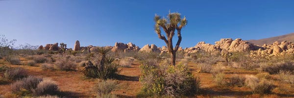 Quiver Trees: Spring Landscape II, Joshua Tree National Park, California, USA by Panoramic Images