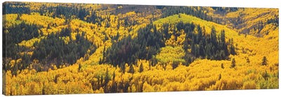 Autumn Landscape, Dolores County, Colorado, USA Canvas Art Print - Colorado Art