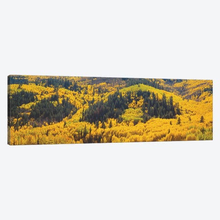 Autumn Landscape, Dolores County, Colorado, USA Canvas Print #PIM14093} by Panoramic Images Canvas Art